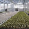 makrolon polycarbonate material covered greenhouses